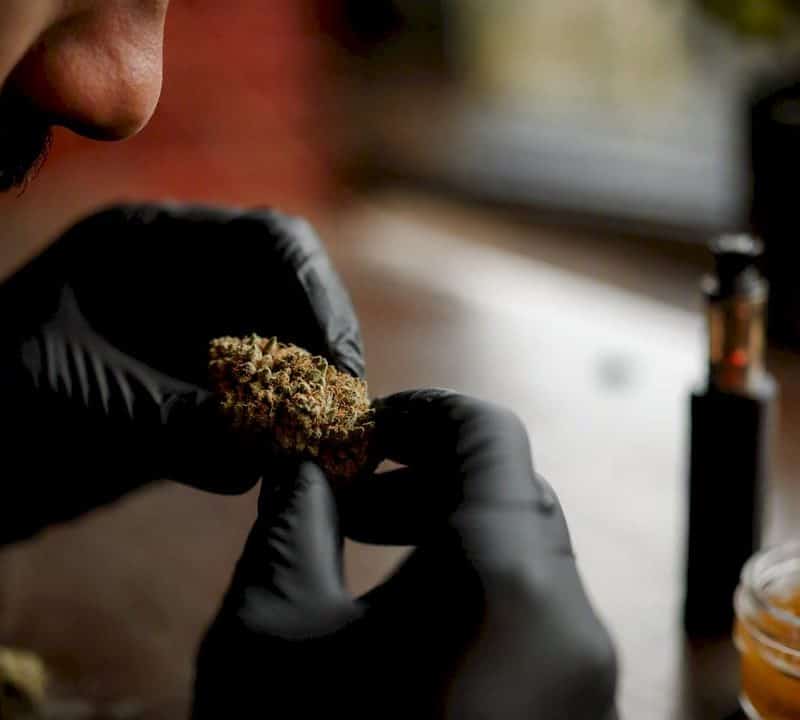 Close-up cannabis flower with lab sampling