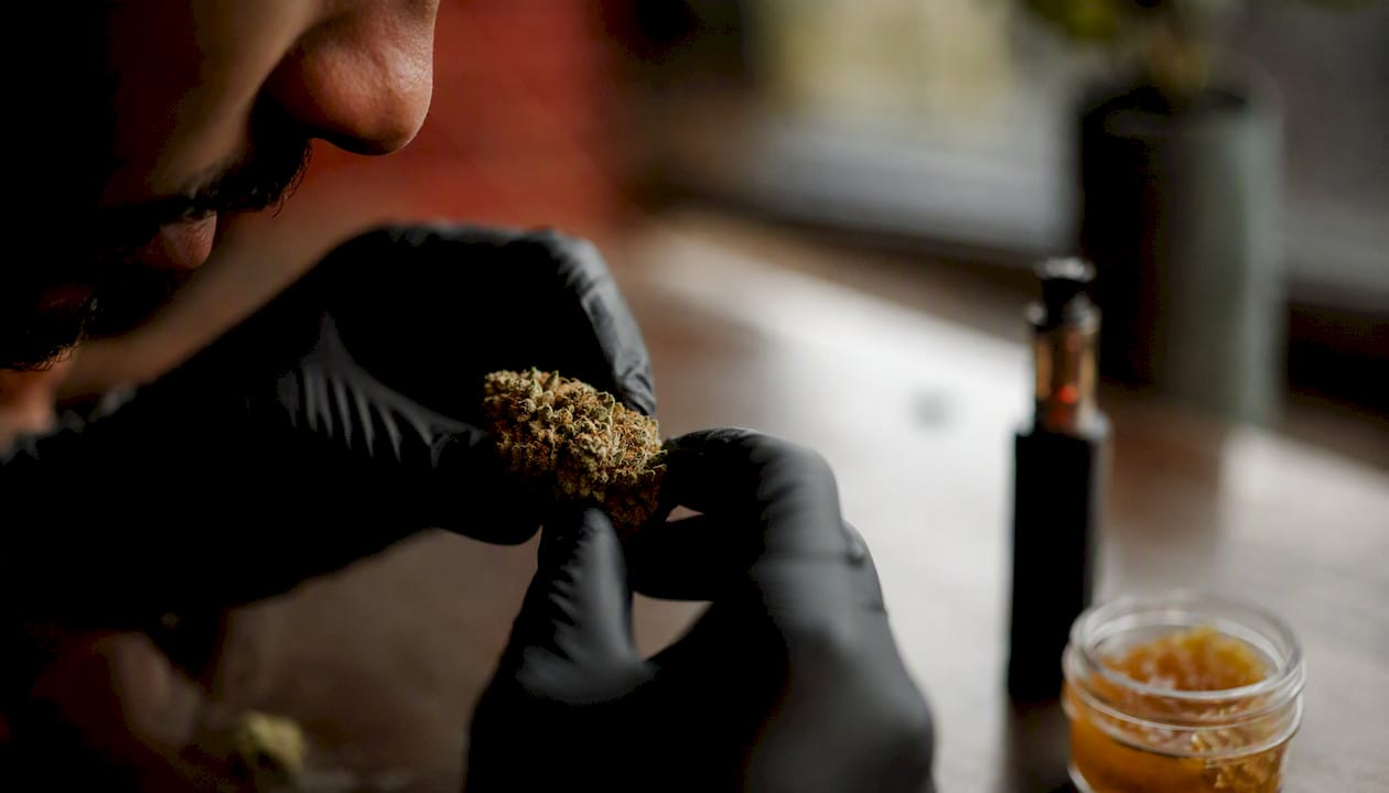 Close-up cannabis flower with lab sampling