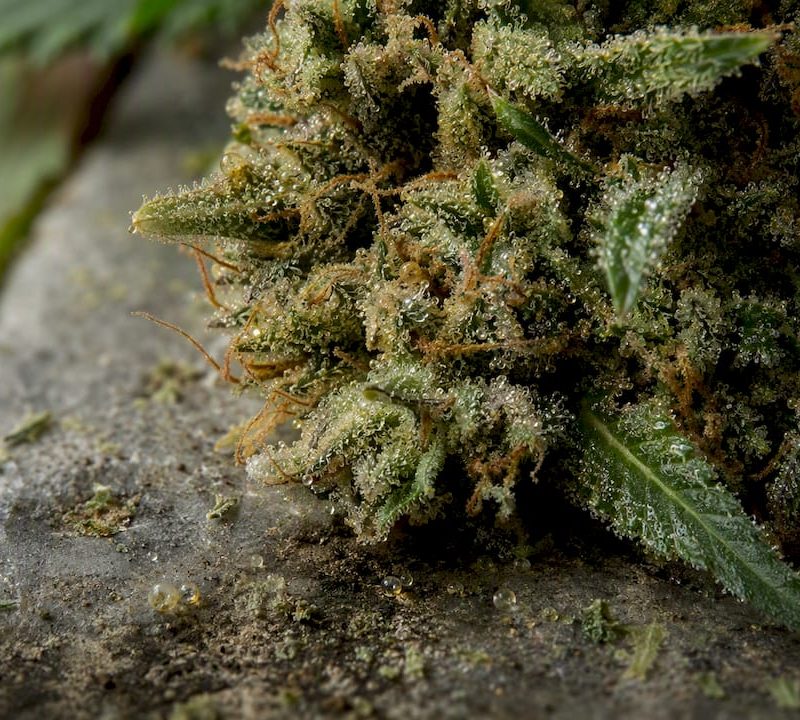 Close-up of resin on cannabis flower trichomes