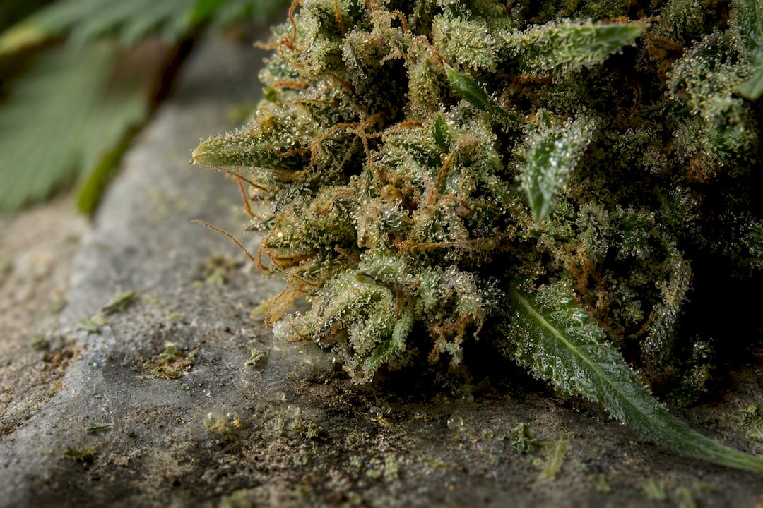 Close-up of resin on cannabis flower trichomes