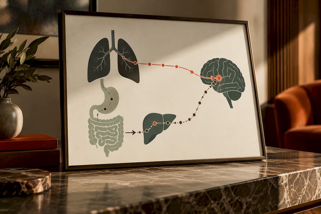 Illustrated inhaled and edible THC pathways