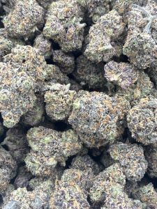 Dense Girl Scout Cookies hybrid cannabis buds displaying deep purple calyxes, fiery orange pistils, and thick trichome coverage