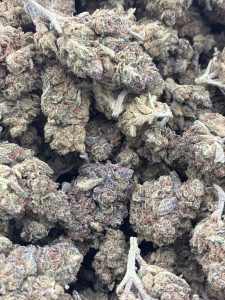 Tightly clustered Hot Chocolate hybrid cannabis buds displaying earthy purple and olive calyxes dusted in frosty trichomes with rust-orange pistils