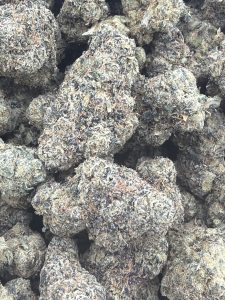 Dense, heavily frosted Shark-Lato hybrid cannabis buds with dark purple hues, olive tones, and fine amber pistils